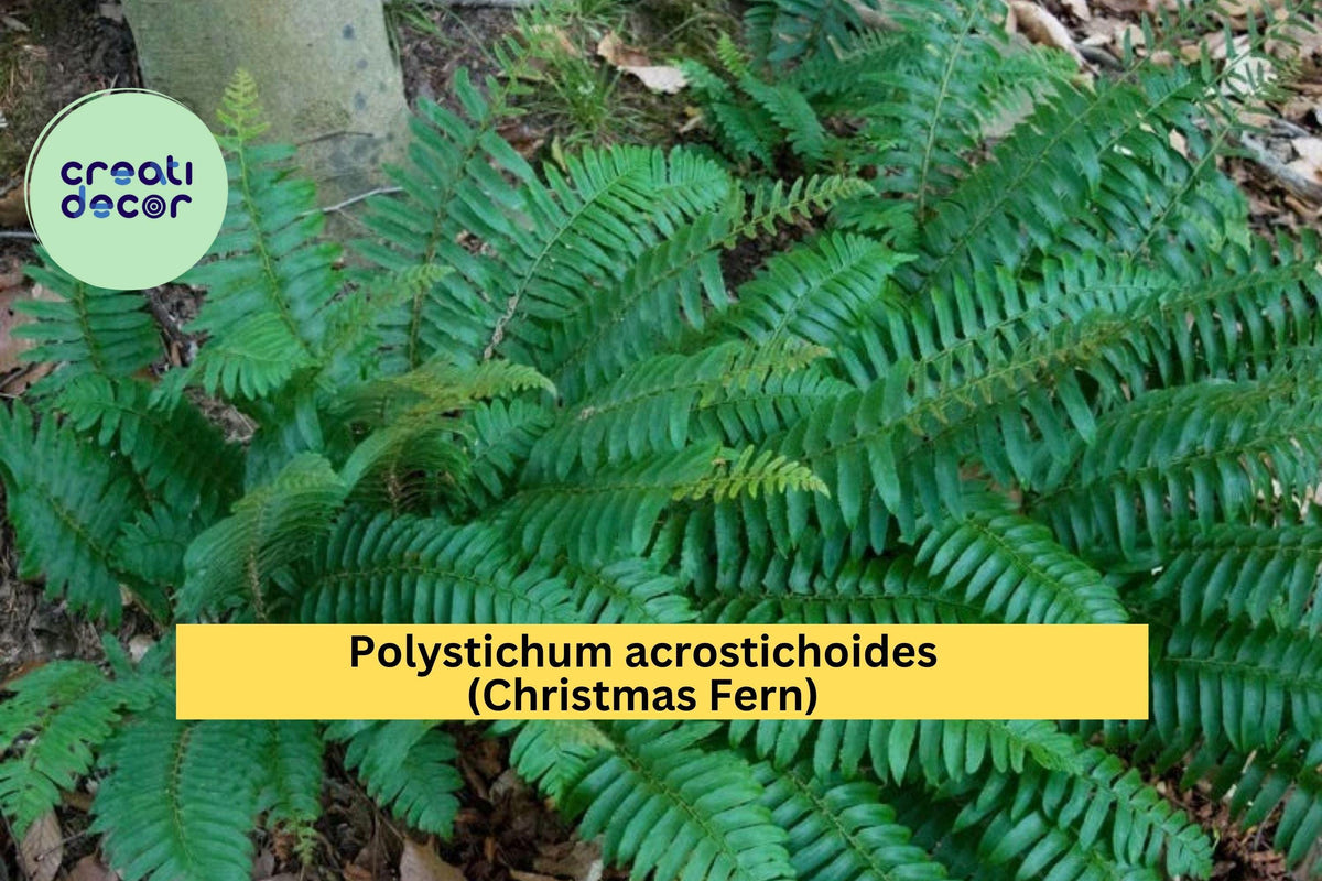 Christmas Fern Bare Root Plants - 5 Live Roots Polystichum acrostichoides - Hardy Evergreen Perennial for Shade Gardens