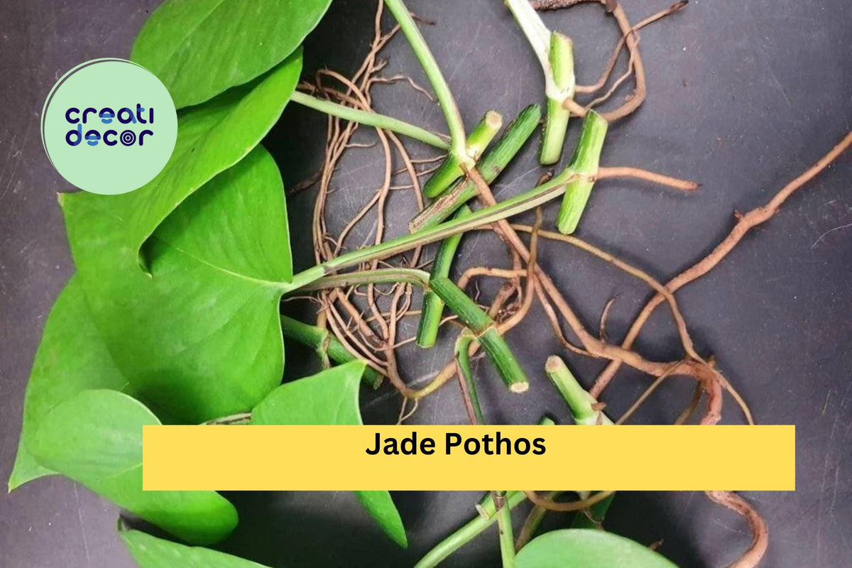 Jade Pothos Cuttings - 10 Leaf & Node Segments with Air Roots for Easy Indoor Propagation