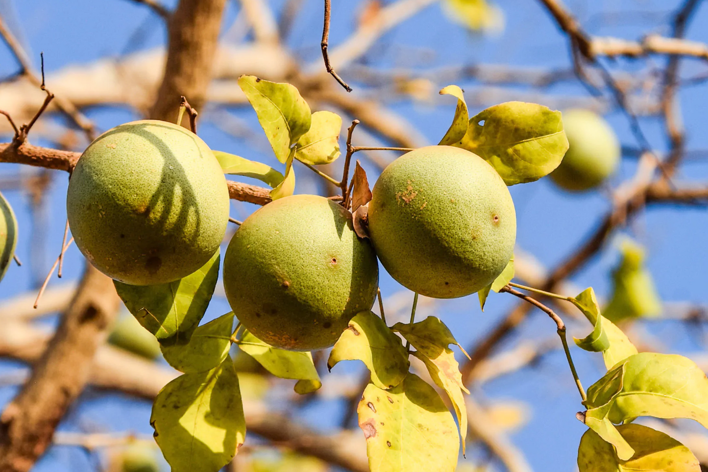 10 Bael Fruit Tree Seeds - Aegle marmelos, Sacred Stone Apple, Bengal Quince, Edible Fruit, Tropical, Drought Tolerant