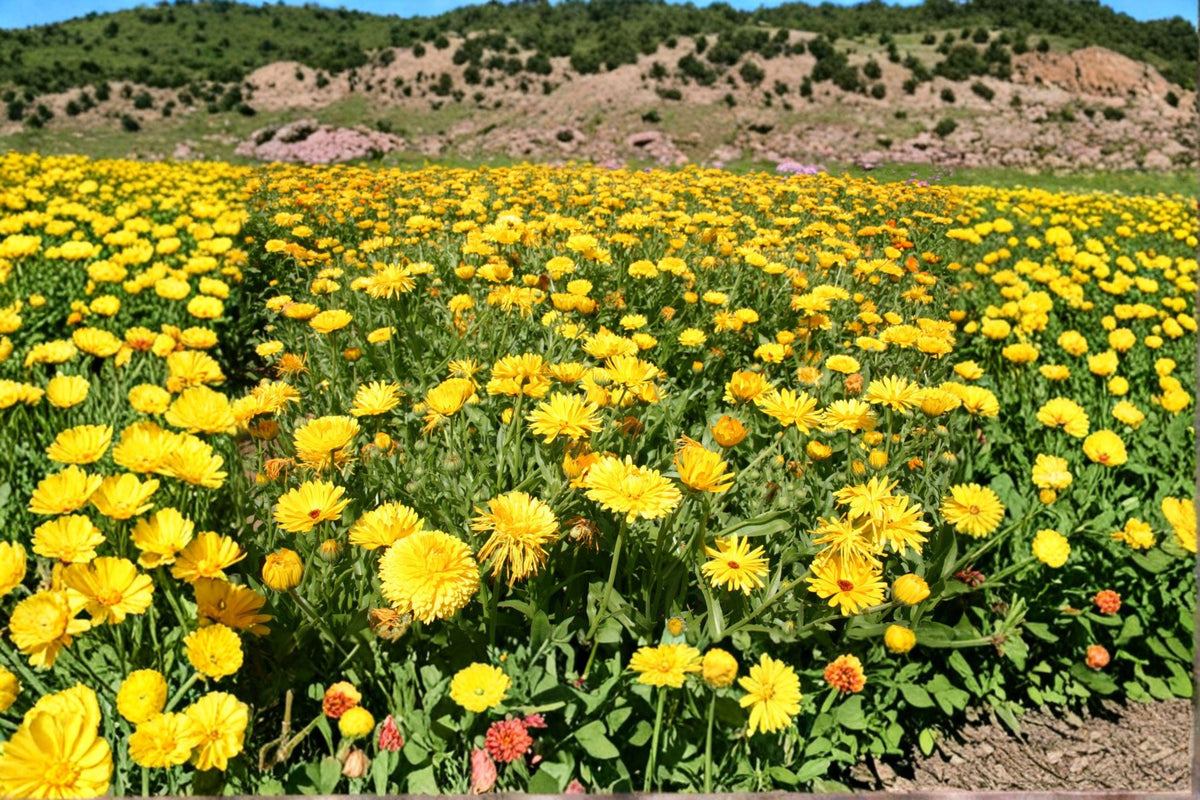 Calendula Seeds 100 Pack | Pacific Beauty Yellow Dark | Pollinator-Friendly | Calendula officinalis | Hardy Annual