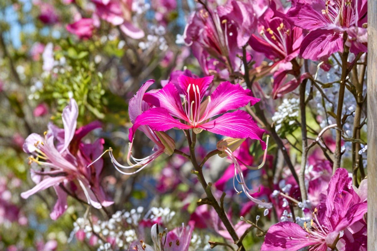Flowering Plant Seeds - 10 Seeds - Purple Orchid Tree (Bauhinia purpurea) - Tropical Ornamental with Showy Blooms