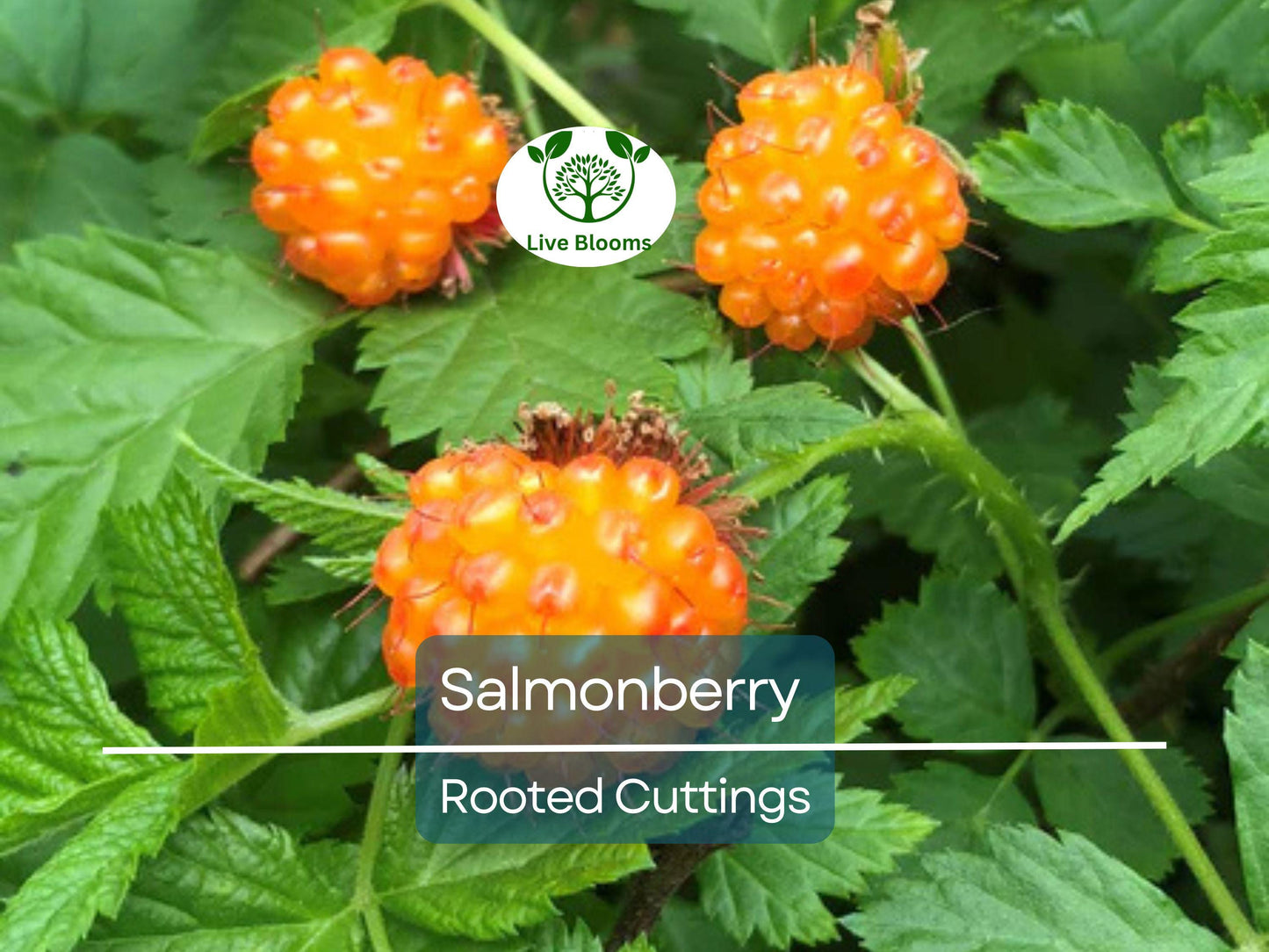 5 Salmonberry Rooted Cuttings 4-5" | Edible Rubus spectabilis Shrubs for Gardens & Landscaping