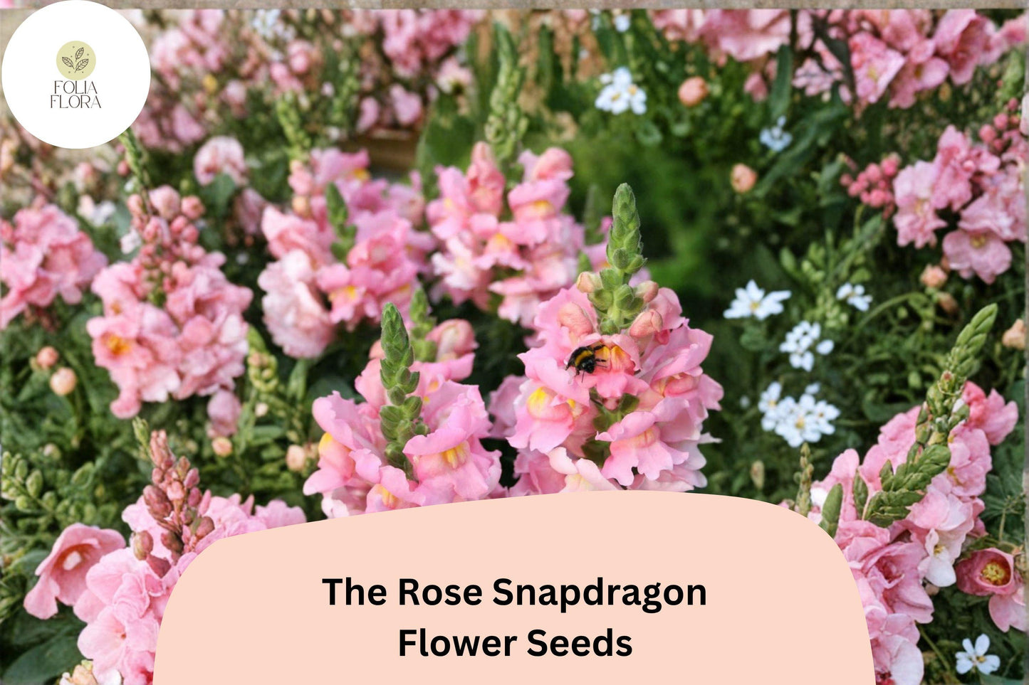 1000+ The Rose Snapdragon Seeds | Antirrhinum majus | Soft Pink Flowers for Beds, Borders & Pots