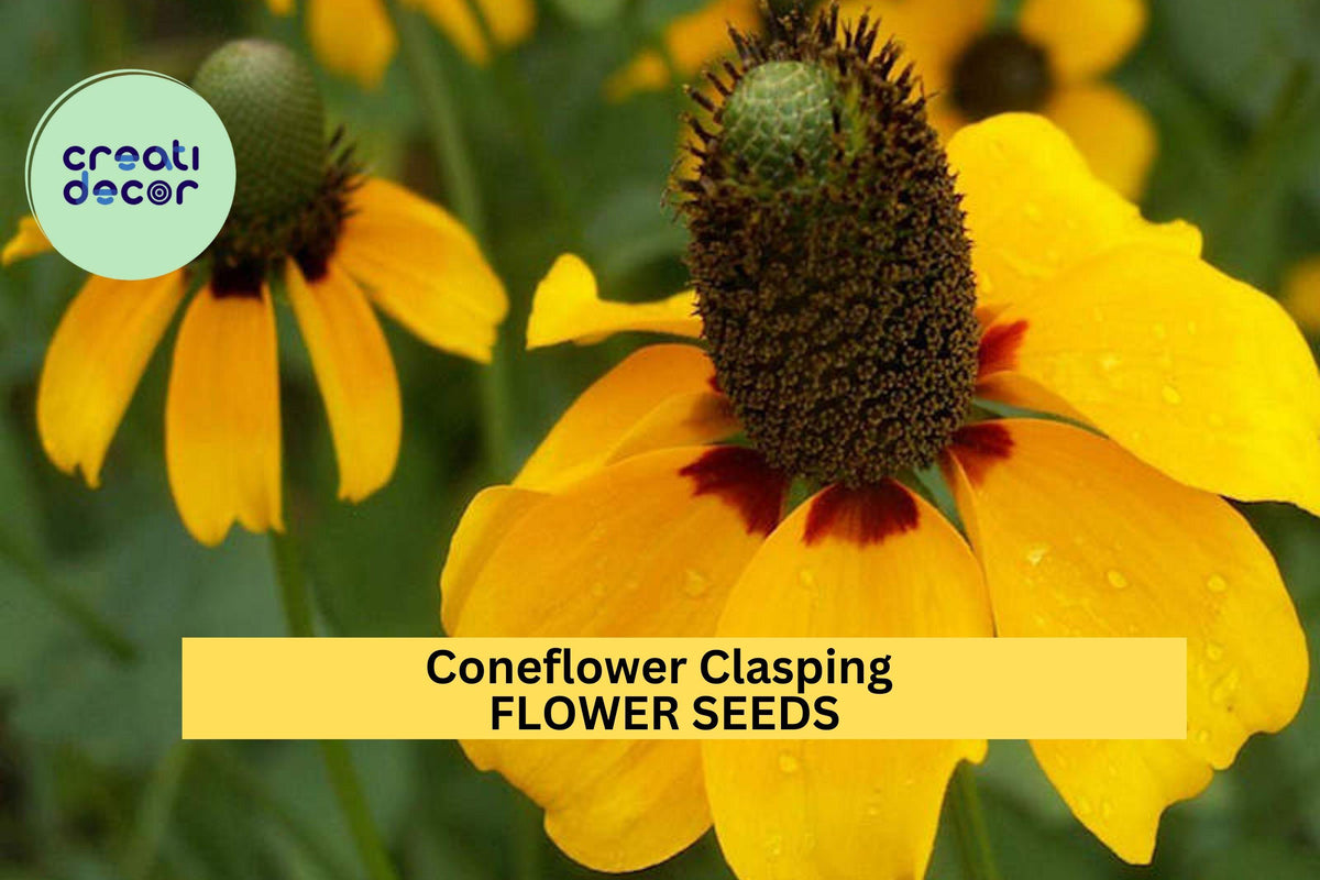 Clasping Coneflower Seeds - 3 Packs of 100mg - Dracopis amplexicaulis - Drought-Tolerant Wildflower for Pollinators
