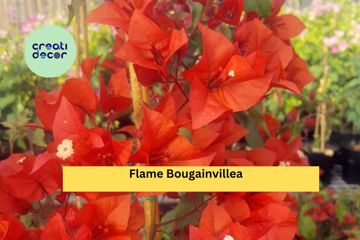 Flame Bougainvillea Live Rooted Starter Plug Plant | Tropical Vine with Orange-Red Bracts | Bougainvillea glabra ‘Flame’