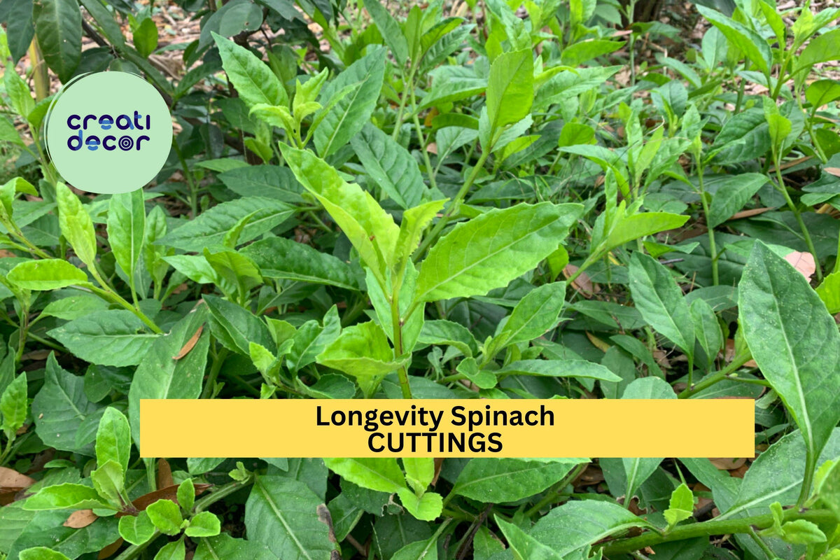 4 Longevity Spinach Cuttings | Gynura Procumbens Perennial Edible Greens Starter Plants