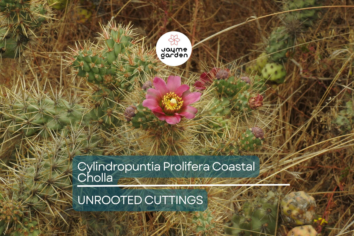 Cylindropuntia Prolifera Cutting - 3" Coastal Cholla Cactus Pup - Low Water, Full/Partial Sun - Rancho Palos Verdes, CA