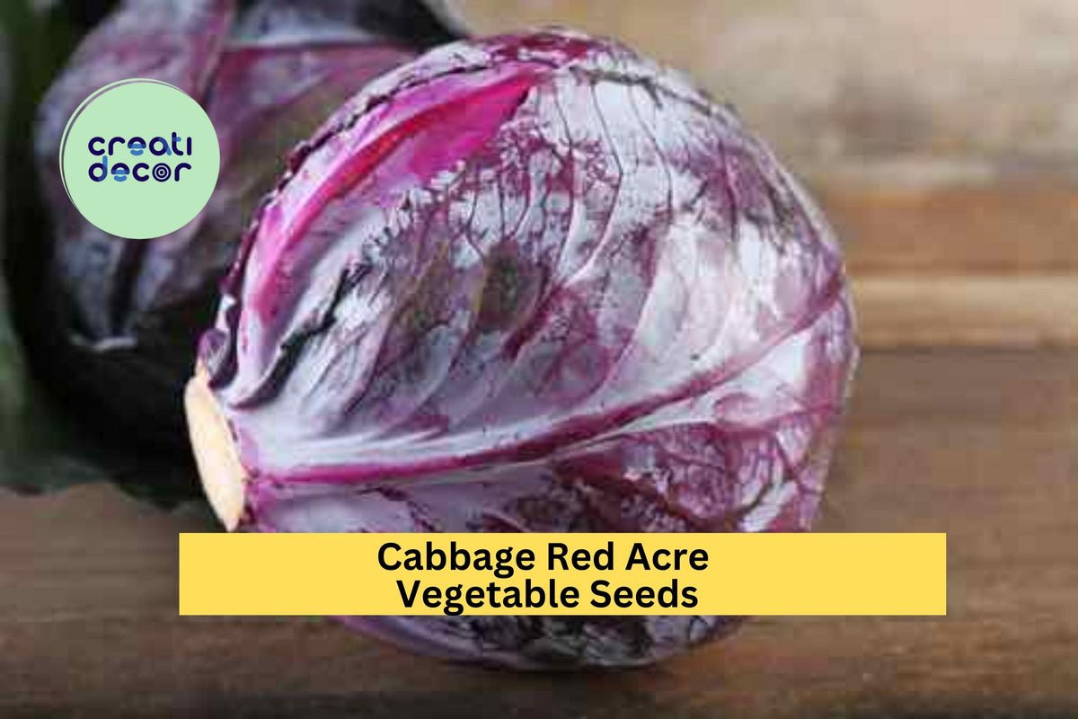 3pcs Red Acre Cabbage Seeds 1g - Compact Heirloom Purple-Red Cabbage (Brassica oleracea) for Garden Beds & Containers