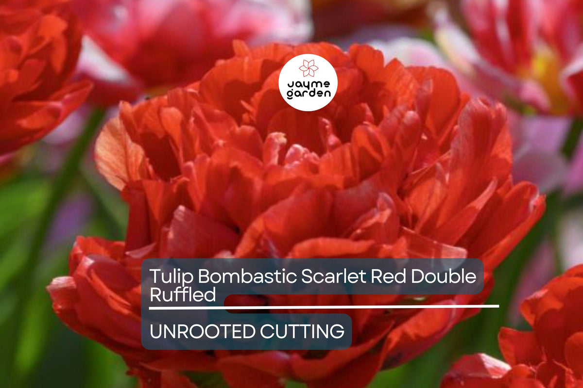 Tulip Bulbs - 10 Double Ruffled Scarlet Red Blooms, Tulipa hybrid, Late Spring Perennial, Easy to Grow for Garden & Cut Flowers
