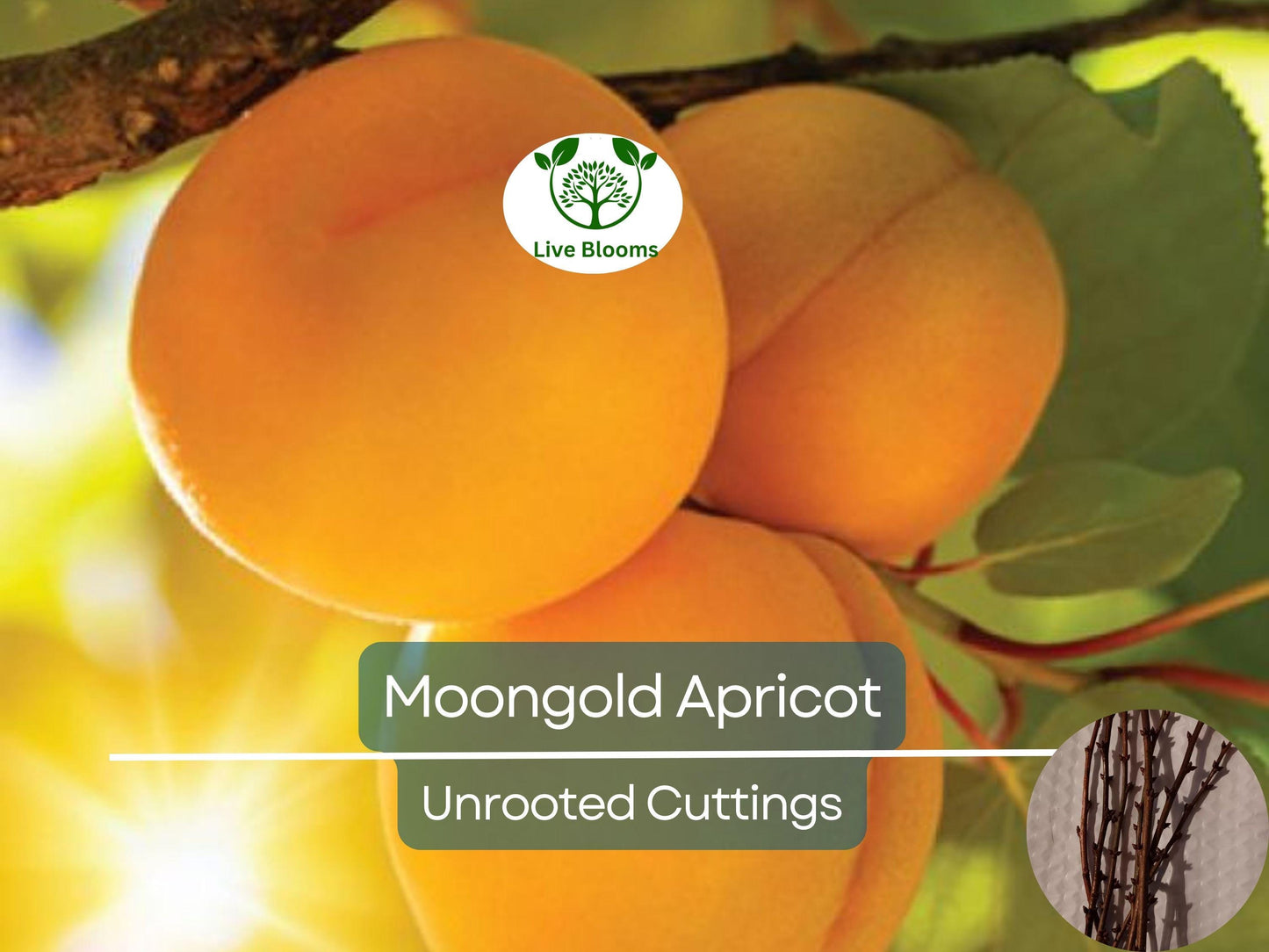 6 Moongold Apricot Scion Cuttings Unrooted Heirloom Sweet Apricot Tree for Grafting or Rooting