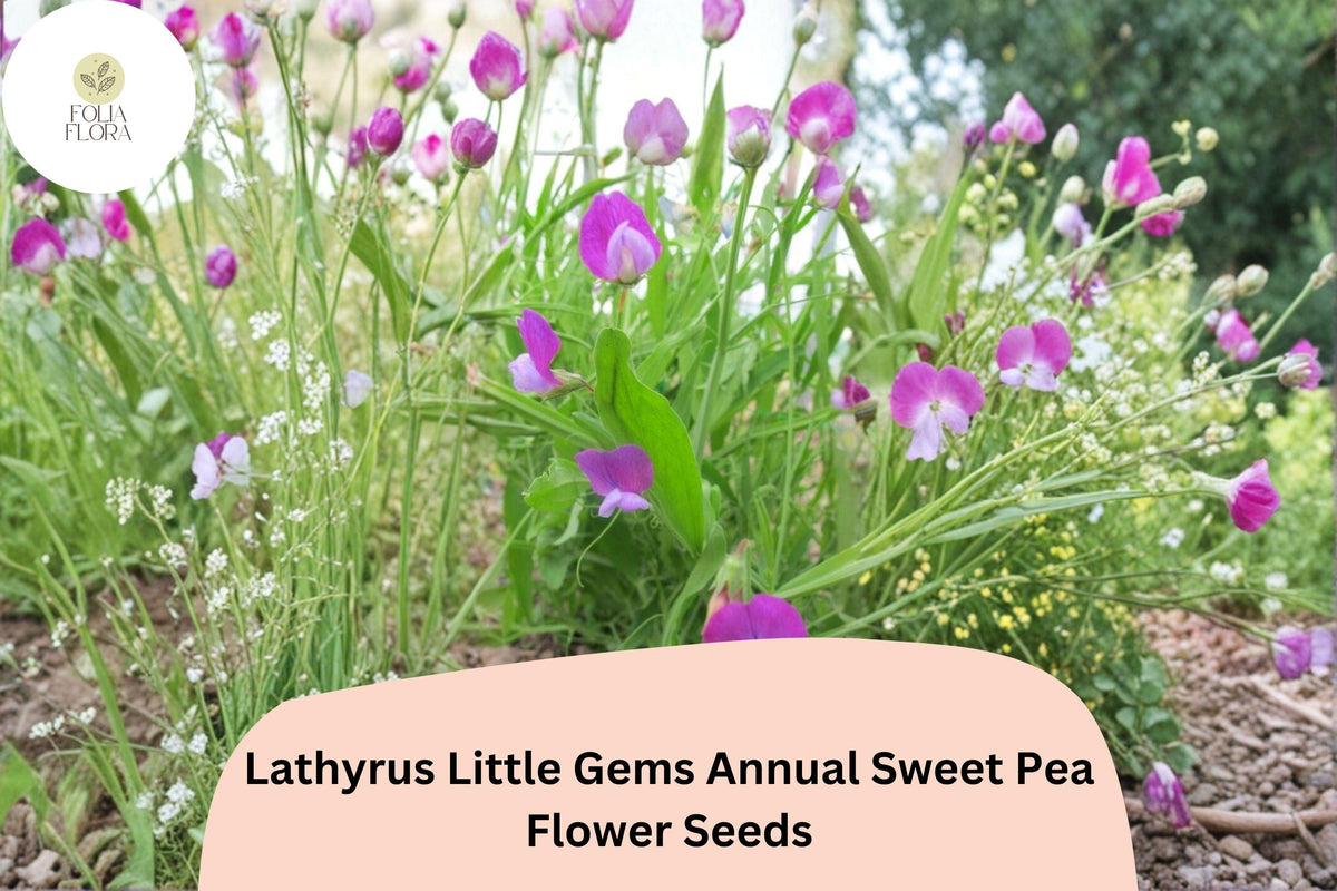 50+ Little Gems Sweet Pea Seeds | Dwarf Annual Lathyrus odoratus for Small Gardens