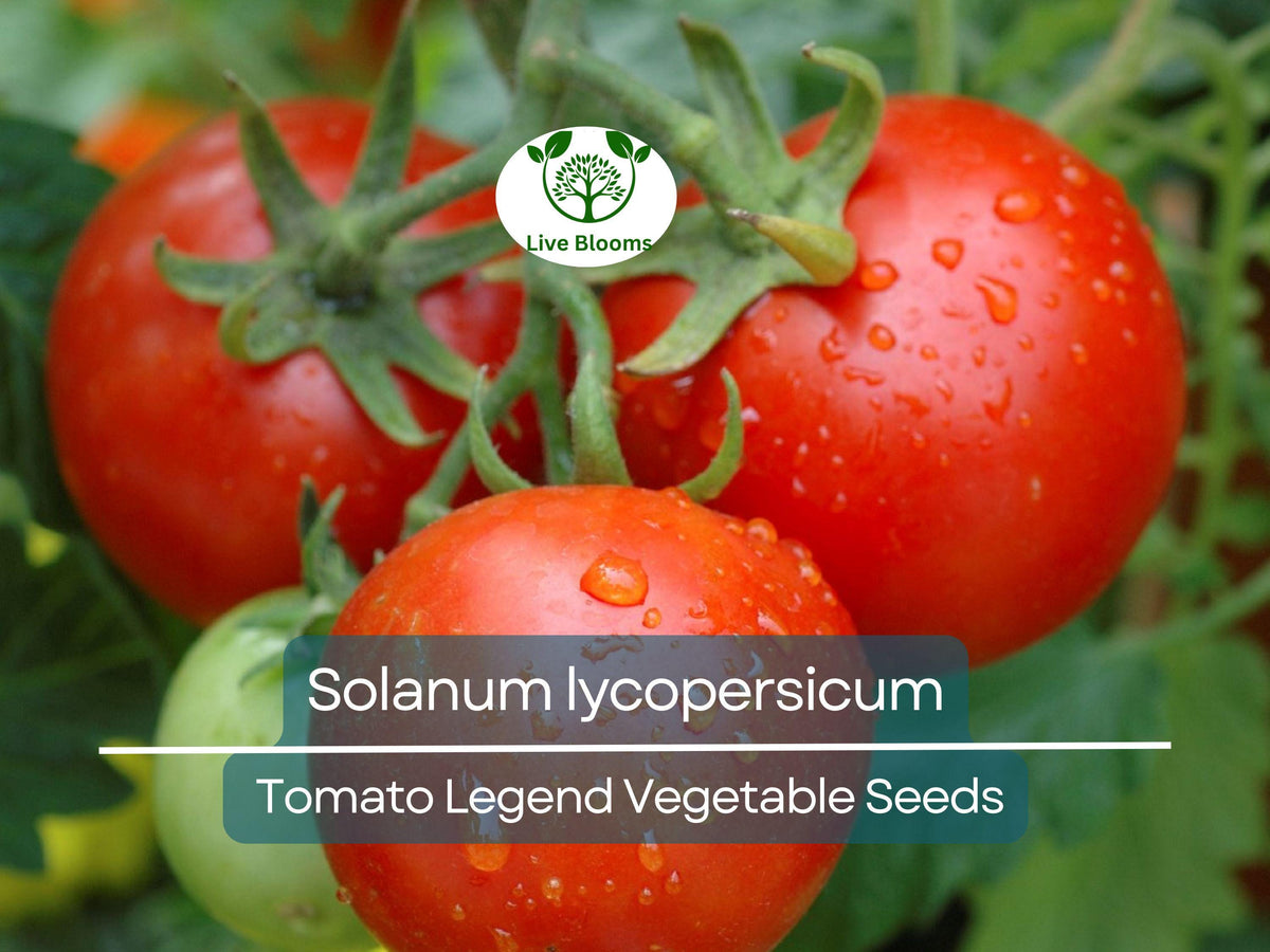 Tomato Seeds 100 mg - Legend Variety (Solanum lycopersicum) - Early-Maturing, Disease-Resistant, Heirloom for Planting