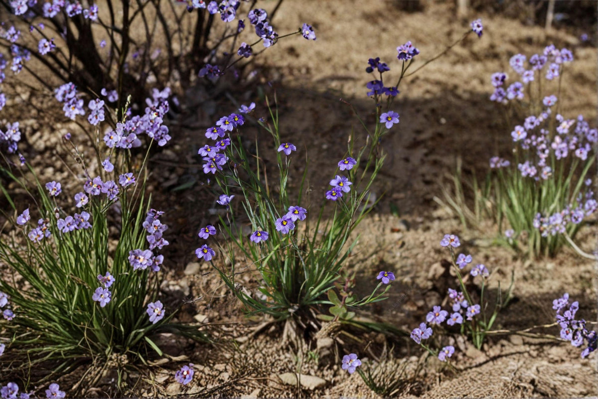 Western Blue-Eyed Grass Seeds - 100 Seeds - Sisyrinchium bellum - Native Perennial Wildflower for Meadows and Gardens