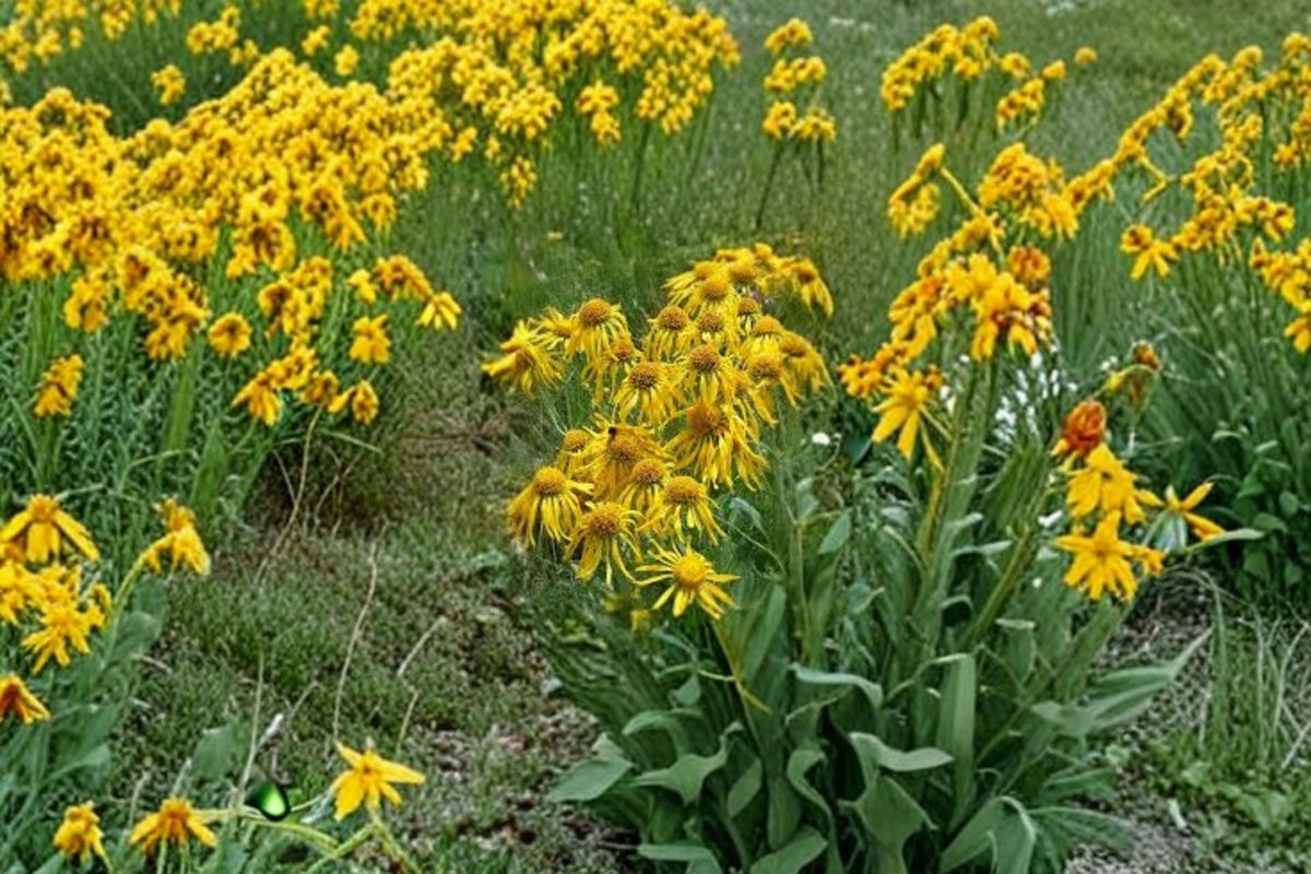 Orange Mountain Daisy Seeds - 40 Seeds, Drought Tolerant Wildflower, Hymenoxys hoopesii, Bright Orange Perennial