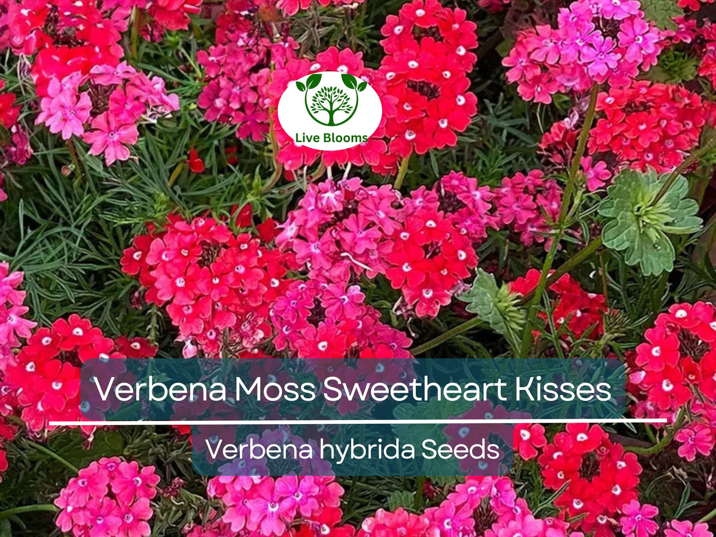 100 Seeds Verbena Moss Sweetheart Kisses - Perennial Flowers for Butterflies & Bees