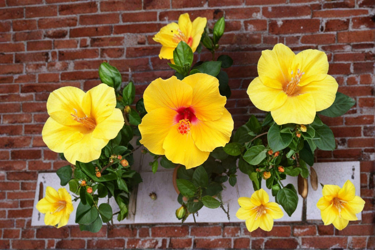 Hardy Yellow Rose of Sharon Seeds - 10 Seeds - Hibiscus hamabo - Ornamental Flowering Shrub for Gardens & Pollinator Spaces
