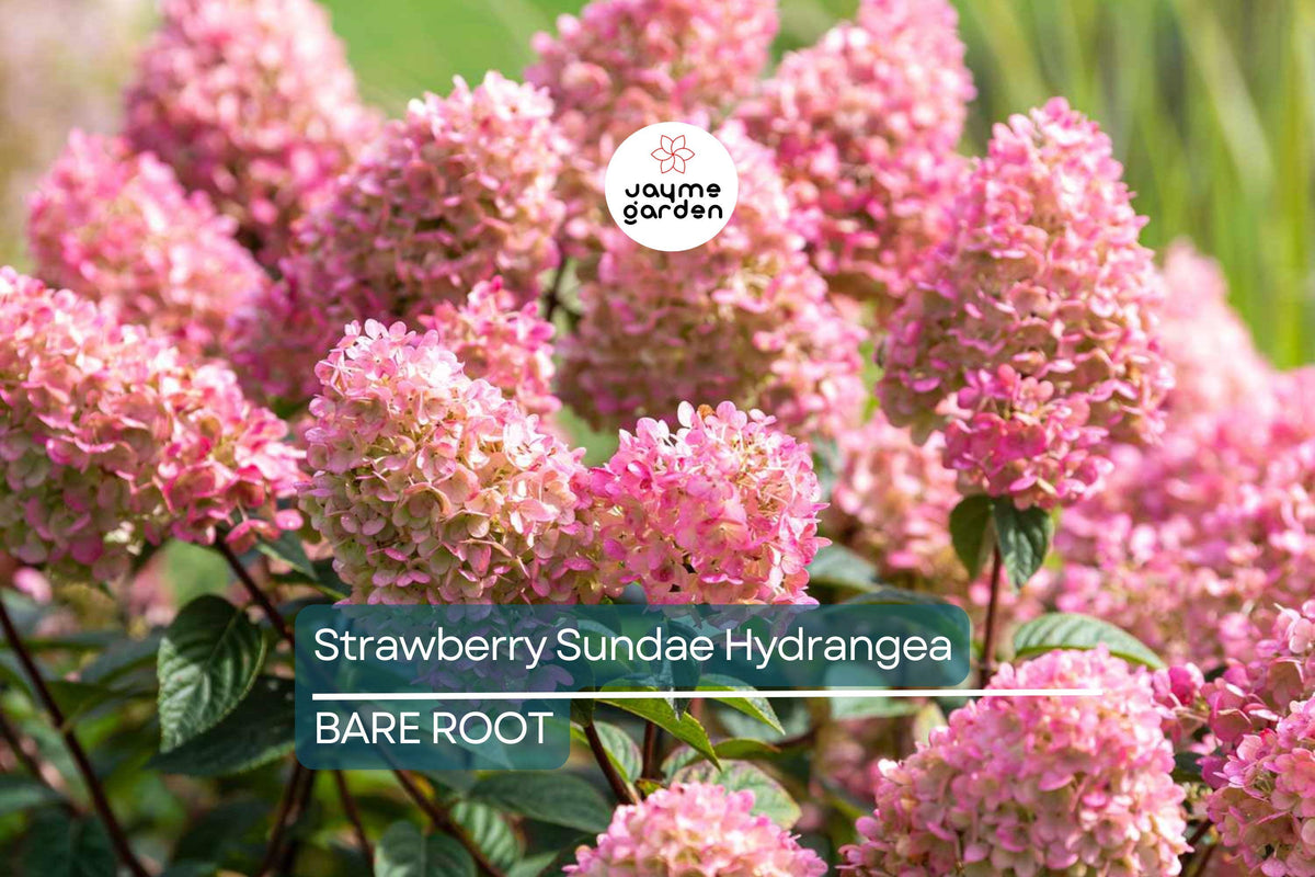 Strawberry Sundae Hydrangea Bare Root Plant | Pink & White Blooms | Hydrangea paniculata 'Rensun' | Compact Flowering Shrub