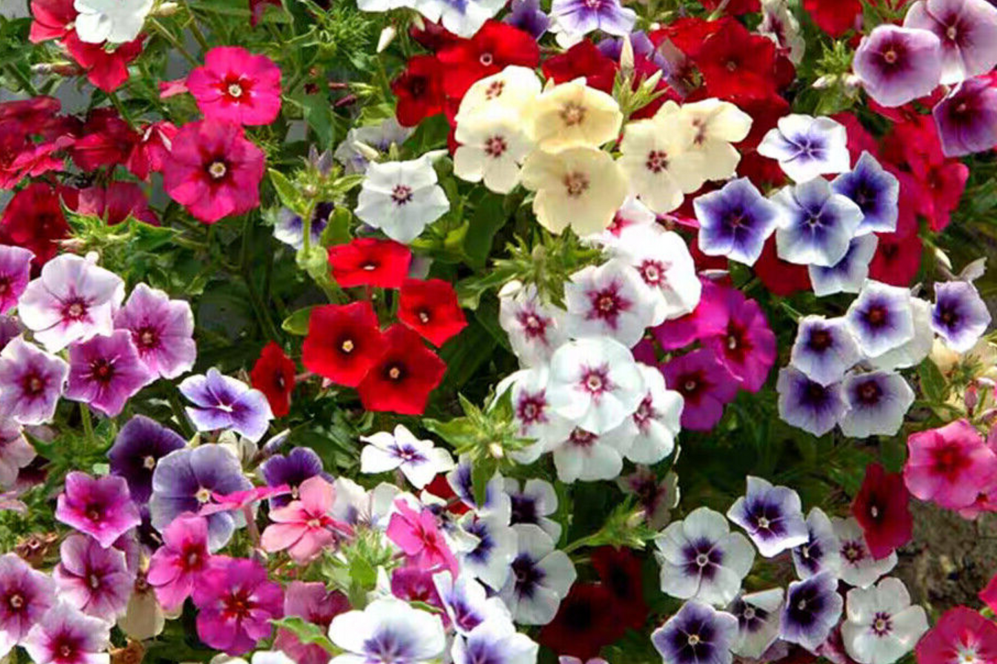 50+ Twinkle Mix Phlox Seeds - Star-Shaped Flowers, Annual, Phlox drummondii, Pollinator-Friendly, Drought Tolerant