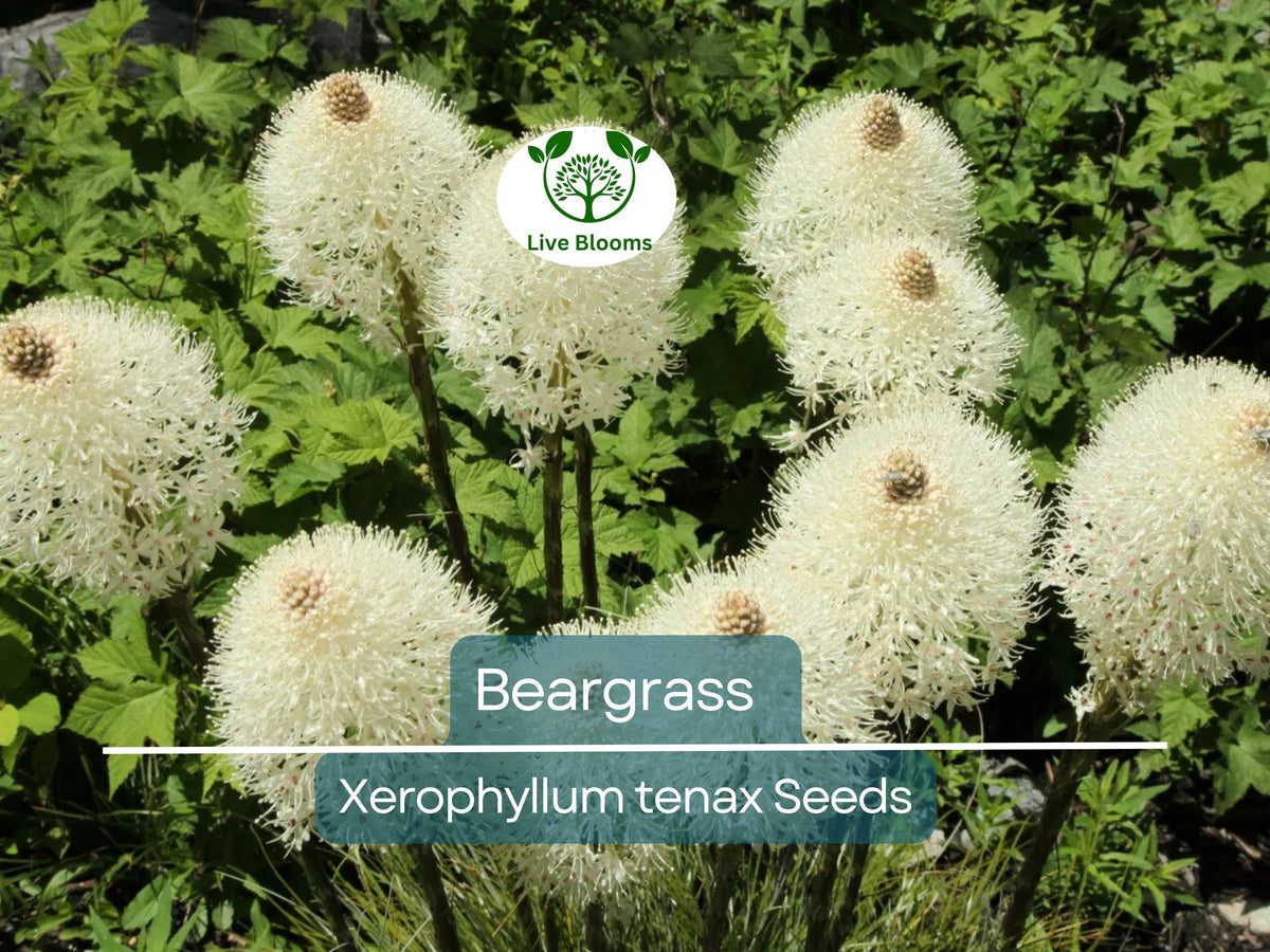 100 Beargrass Seeds - White Torch Lily (Xerophyllum tenax) | Drought-Tolerant Perennial for Xeriscape & Native Gardens