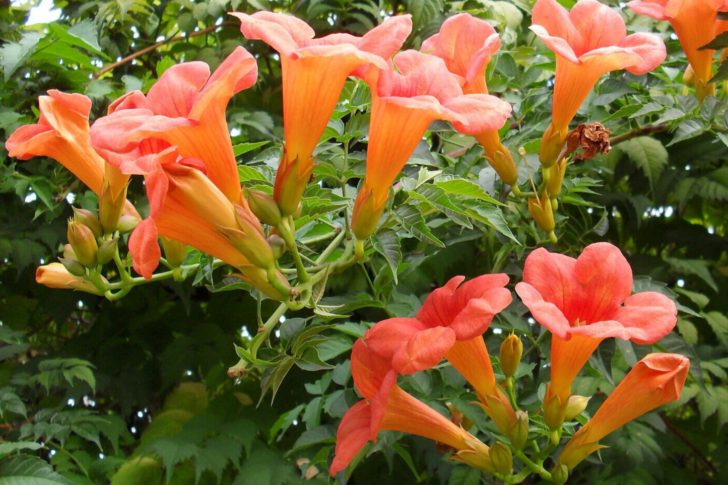 100+ Trumpet Creeper Vine Seeds | Campsis radicans | Climbing Perennial with Orange-Red Flowers