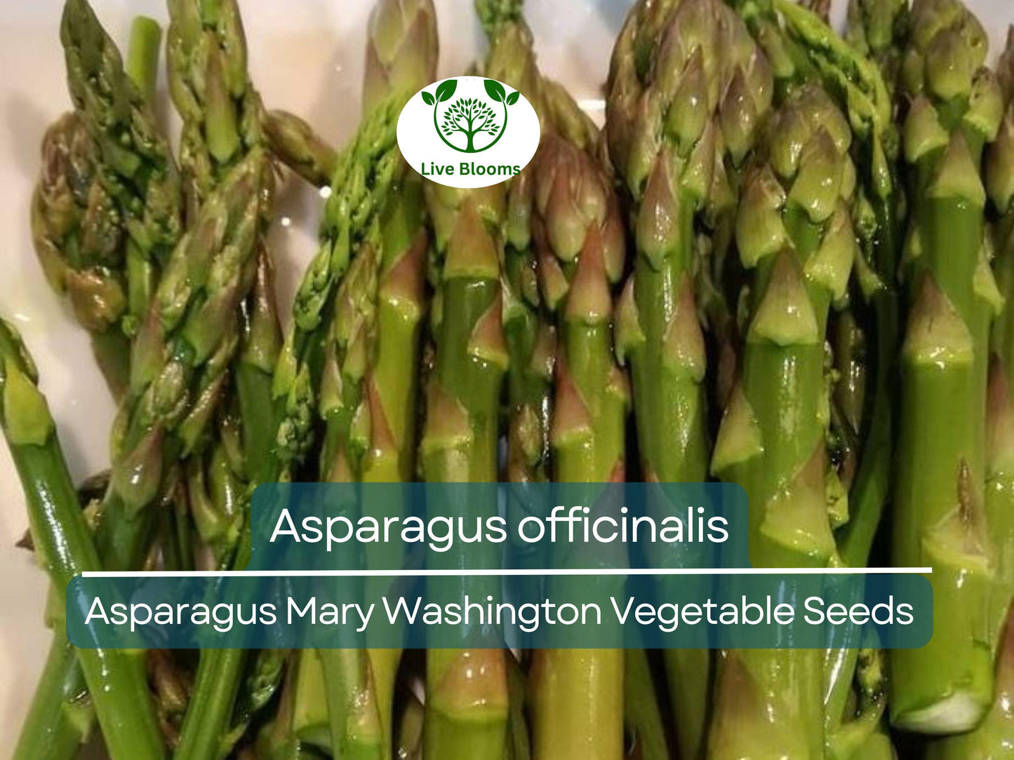 40 Seeds Asparagus Mary Washington - Heirloom Asparagus officinalis for Home Gardening