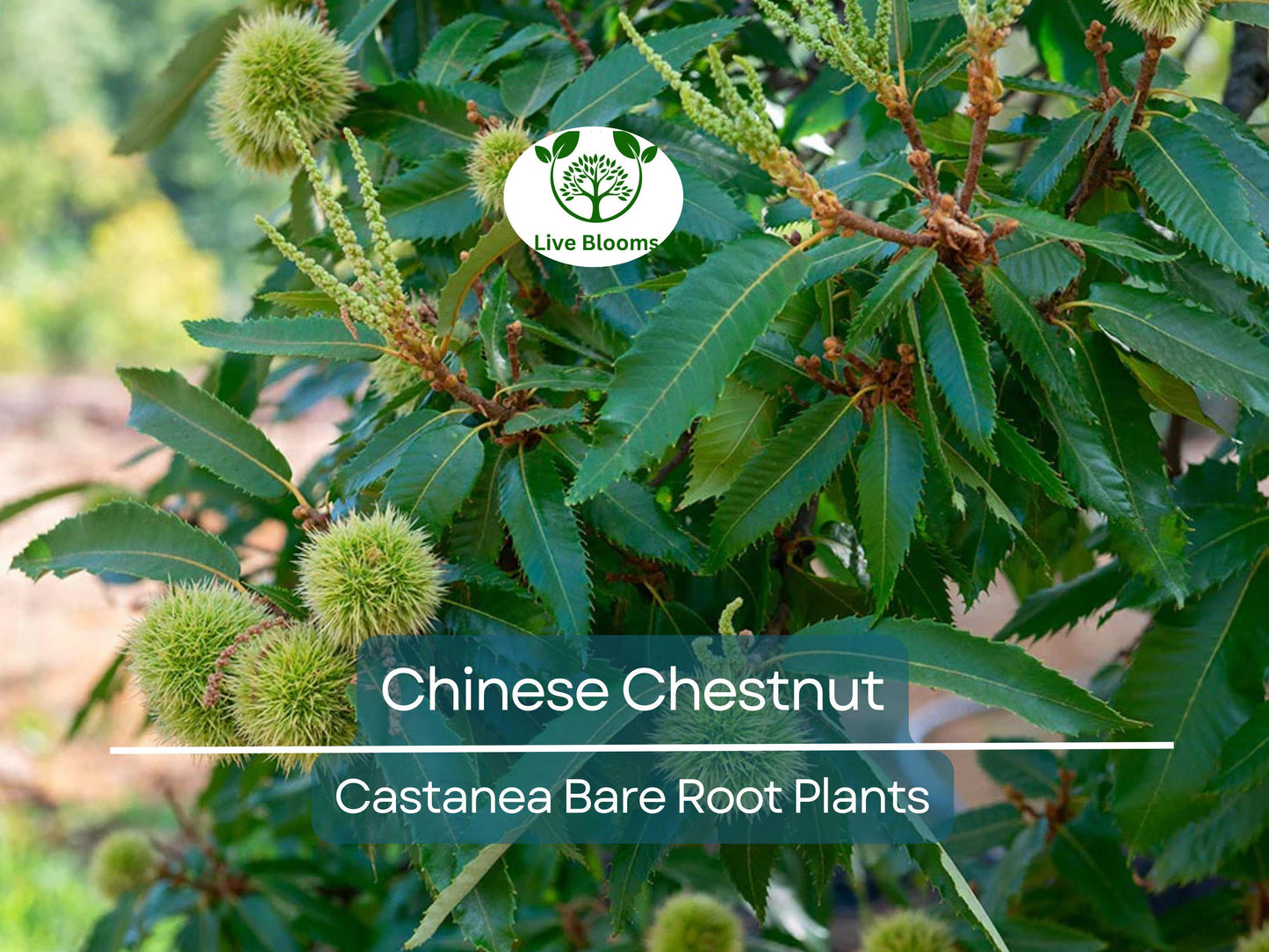 2 Chinese Chestnut Trees Bare Root - Fast Growing, Hardy Edible Nut Trees Castanea mollissima