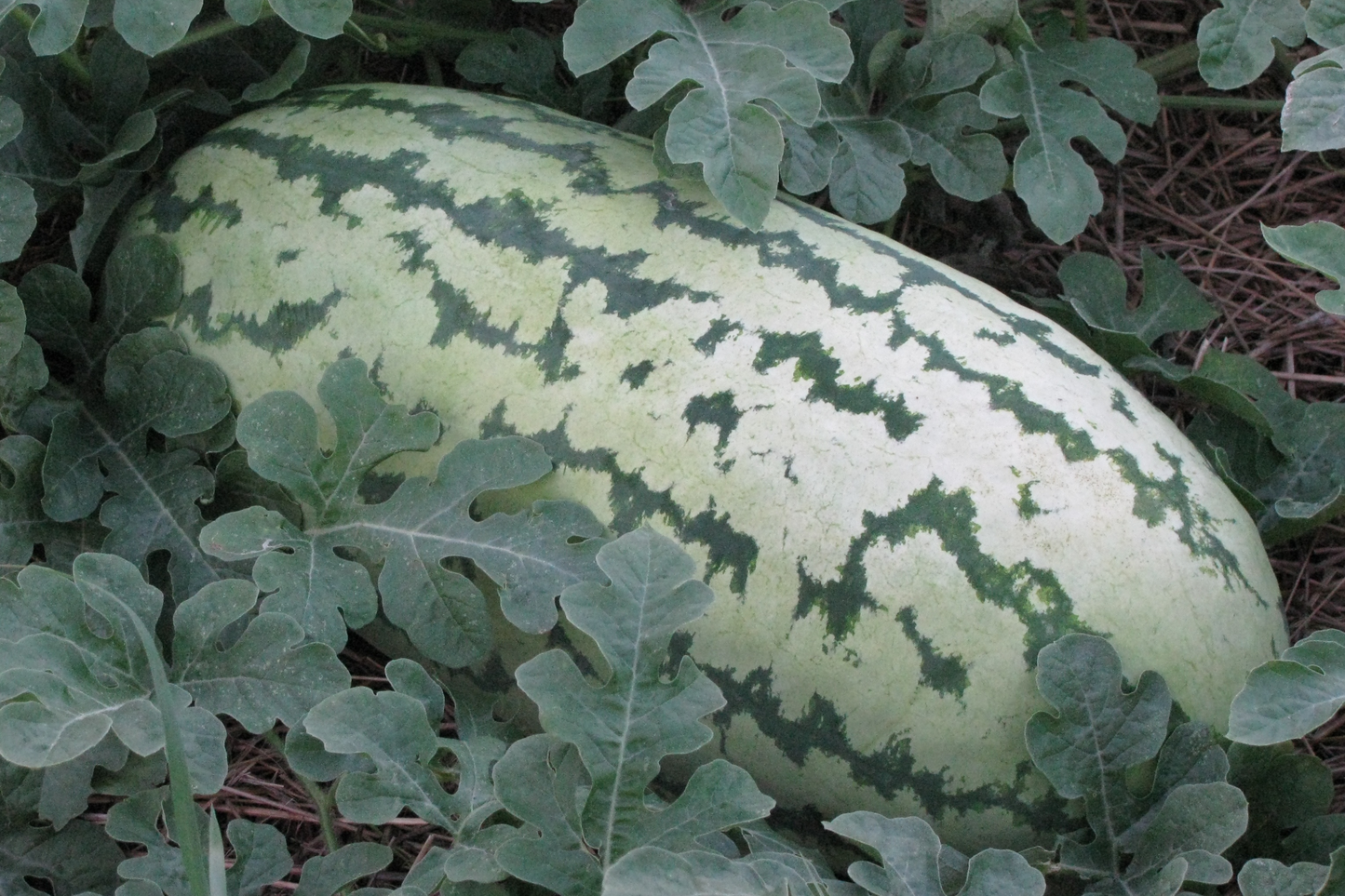 Giant Jubilee Watermelon Seeds - Heirloom Non-GMO, Large 25-40 lb Fruits, Sweet Red Flesh, High Yield, Garden Seeds, Citrullus lanatus