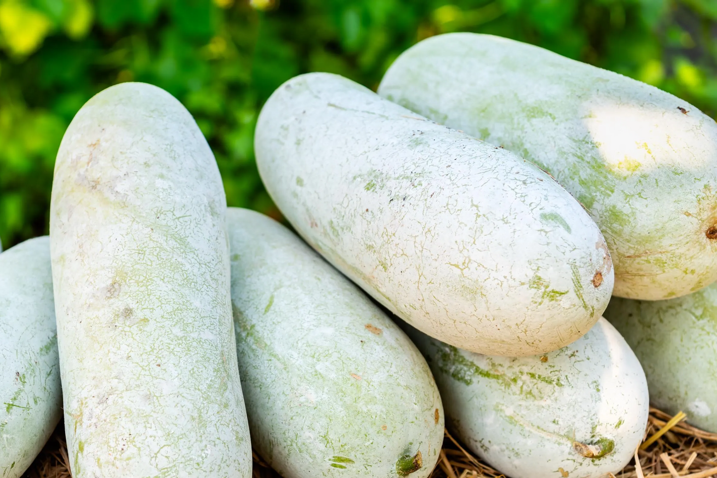 Wax Gourd Seeds - Fuzzy Winter Melon, Oblong Shape, Long Storage, Heirloom, Benincasa hispida, USA Seller