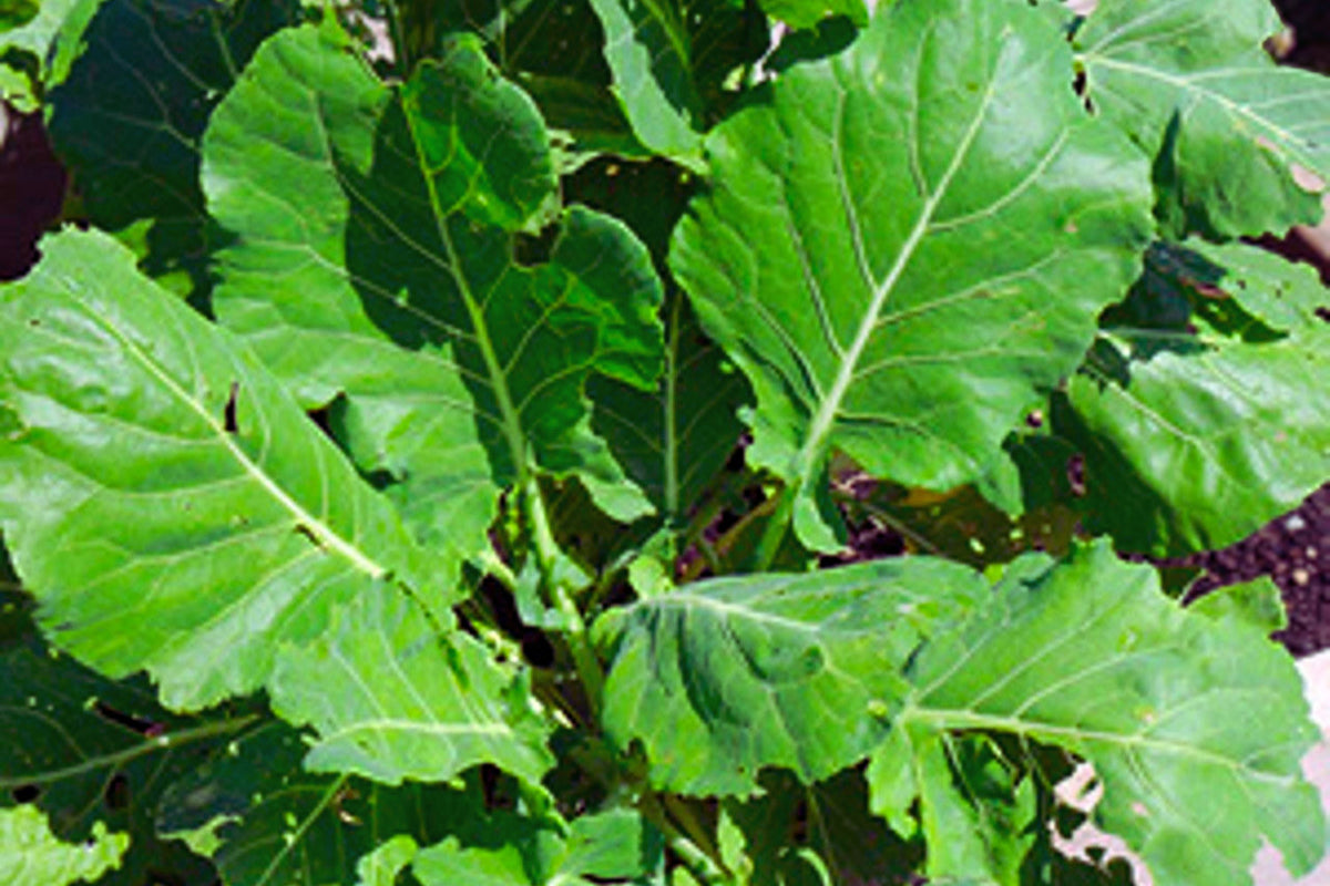 Morris Heading Collard Greens Seeds | Non-GMO Vegetable Garden Seeds | Brassica oleracea var. viridis | Pack of 100