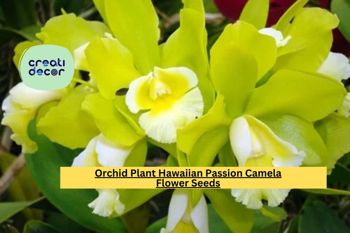 Hawaiian Passion Camela Orchid Seedling - Live Bare Root Tropical Dendrobium for Home or Garden