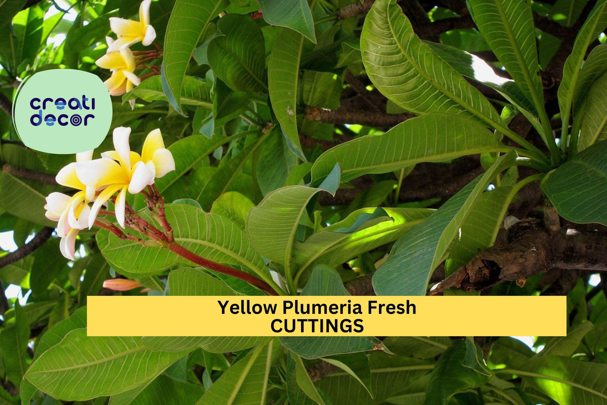 Yellow Plumeria Cutting 10" Double Head - Tropical Frangipani for Pots & Warm Gardens