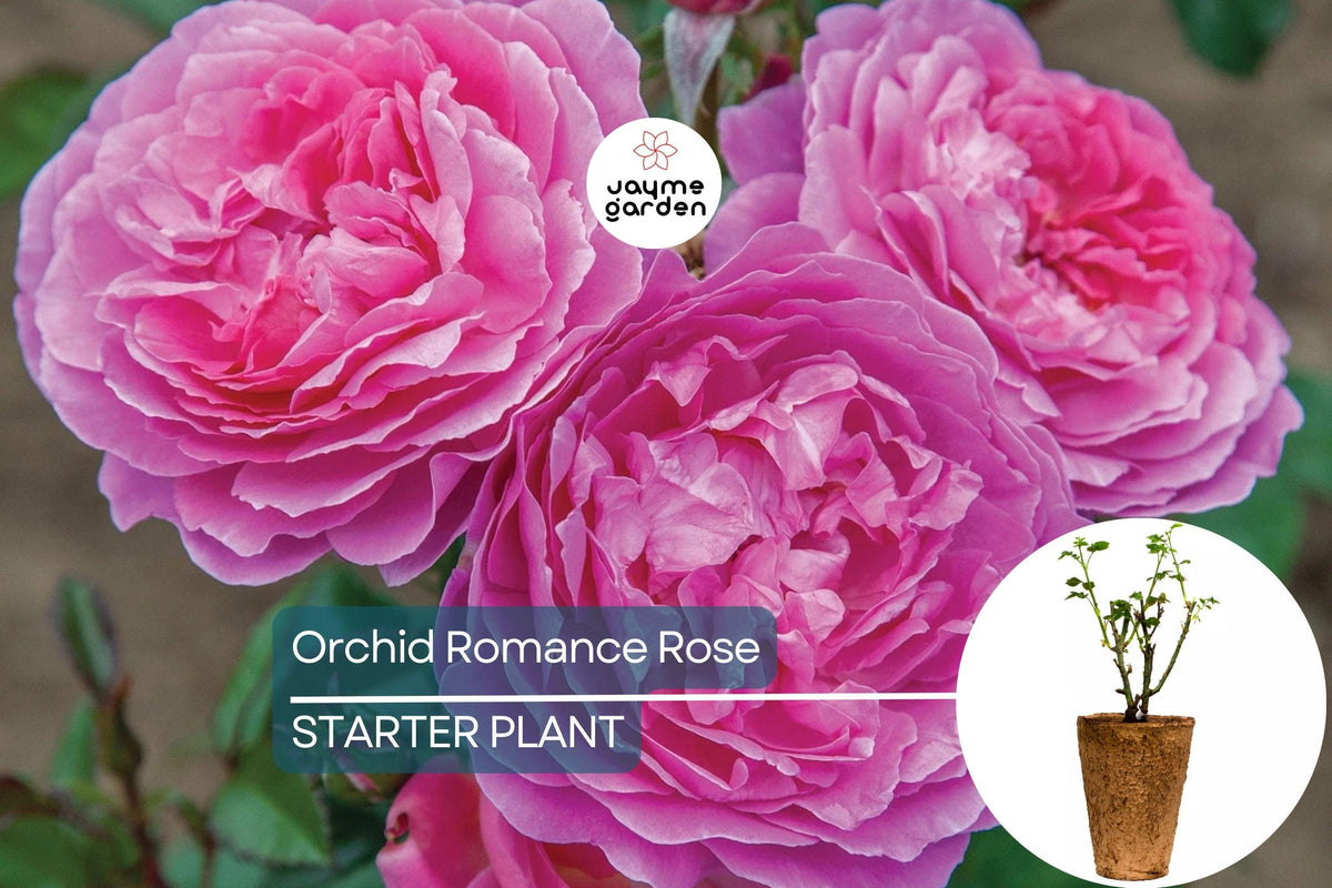 Floribunda Rose Plant - 1.5 Gal Orchid Romance™ - Fragrant Pink-Lavender Blooms, Reblooming & Disease-Resistant, Rosa 'Orchid Romance'