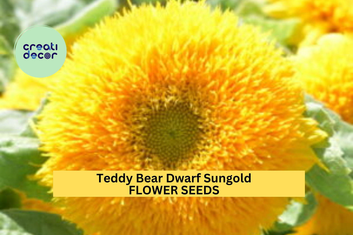 Teddy Bear Dwarf Sunflower Seeds 3pcs 1g Golden-Yellow Helianthus annuus Compact Blooms for Gardens and Pots