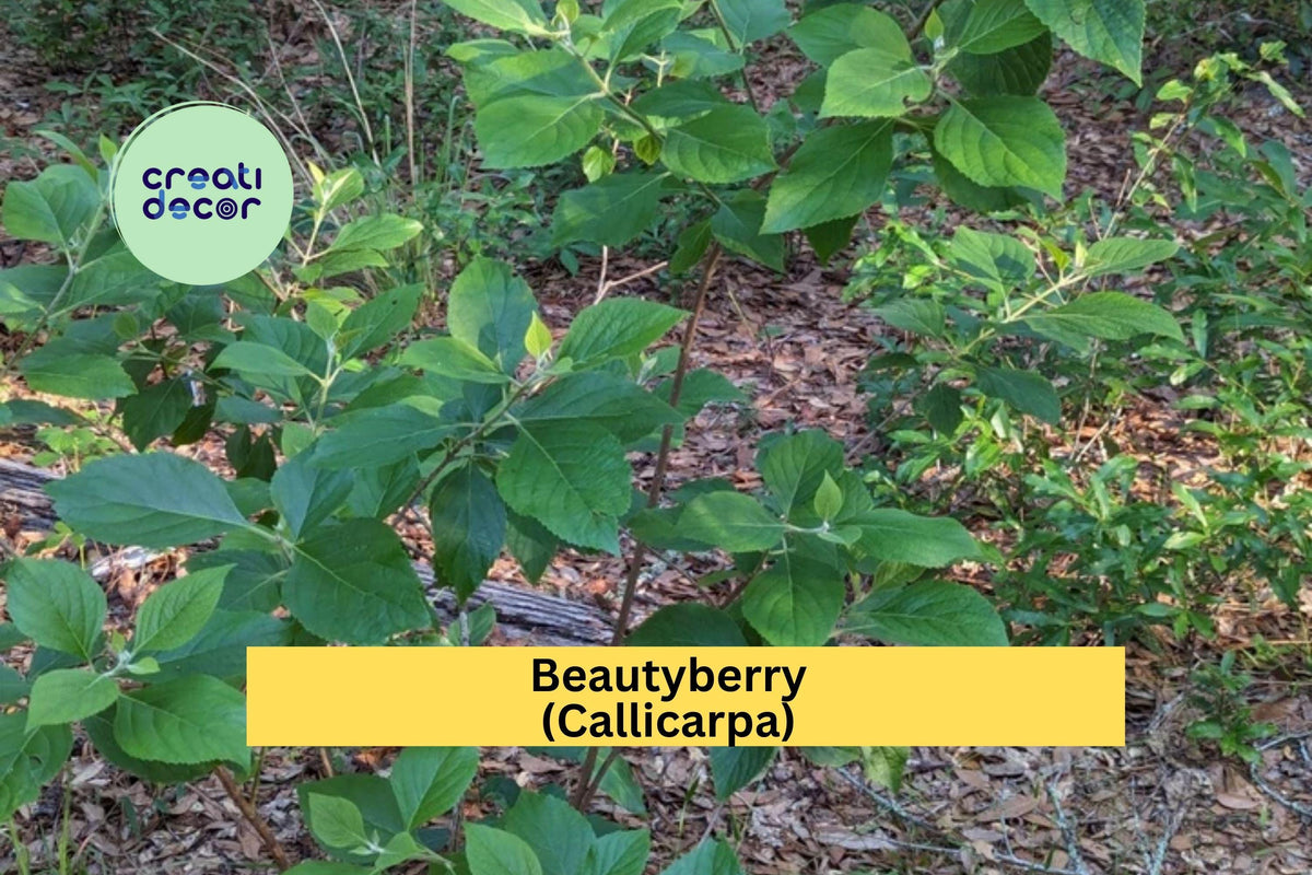 Beautyberry Bush Cuttings | 4 Fresh Callicarpa Stems for Propagation & Garden Growing