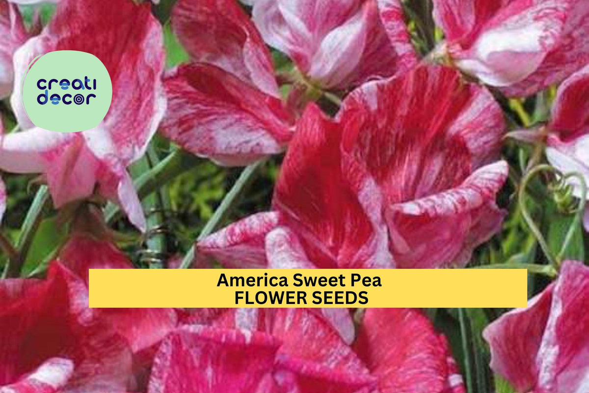 50+ America Sweet Pea Seeds – Red & White Striped Fragrant Blooms for Trellises and Gardens