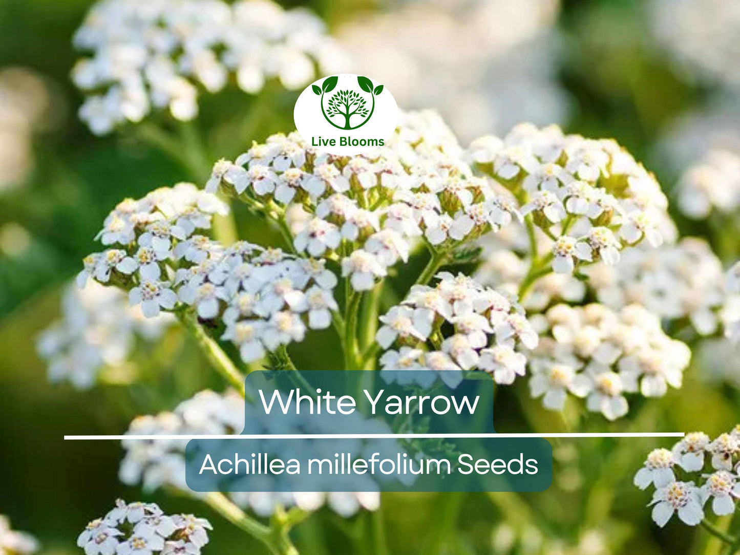 500 White Yarrow Seeds - Achillea millefolium | Non-GMO Perennial, Pollinator Friendly, 12-36" Tall