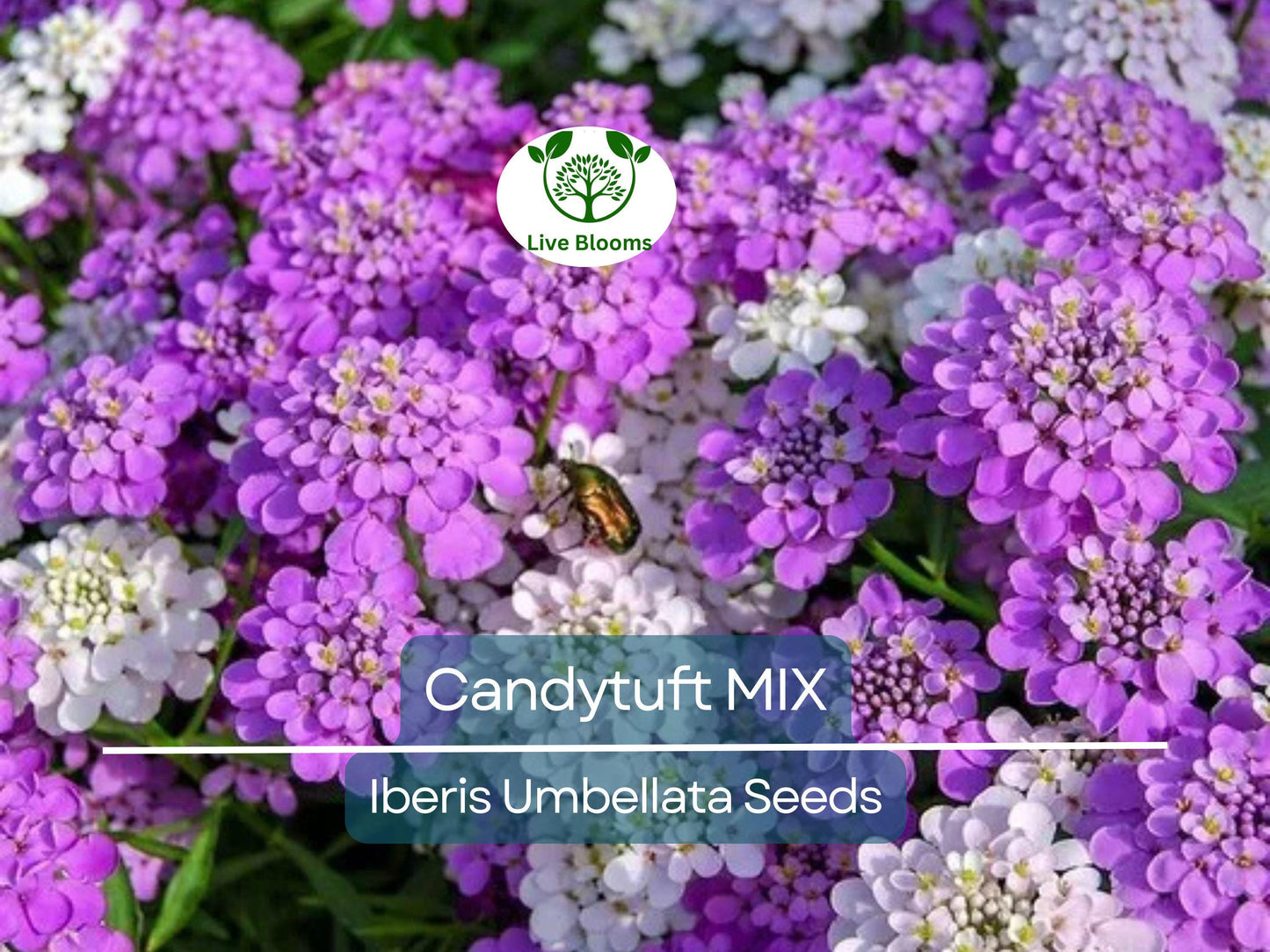 1000 Candytuft Mixed Colors Seeds - Hardy, Fragrant Ground Cover for Pollinators | Iberis Umbellata Non-GMO