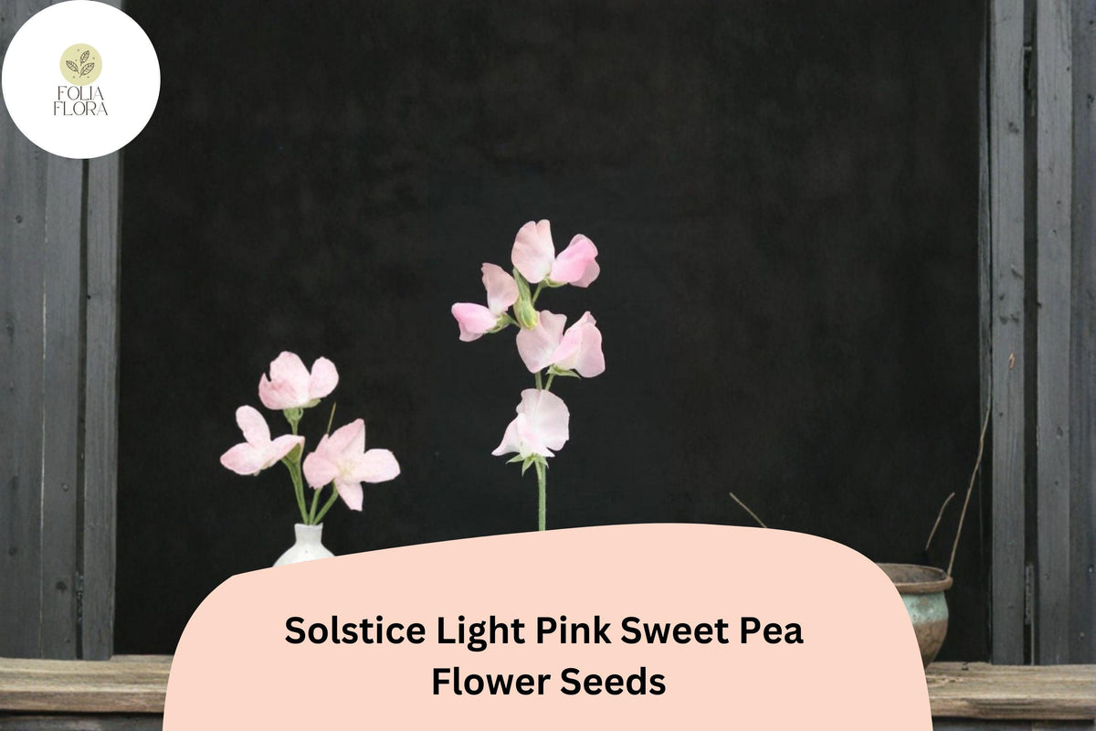 Sweet Pea Seeds (50+) | Solstice Light Pink Climbing Vine | Lathyrus odoratus | Easy Grow Garden Flowers