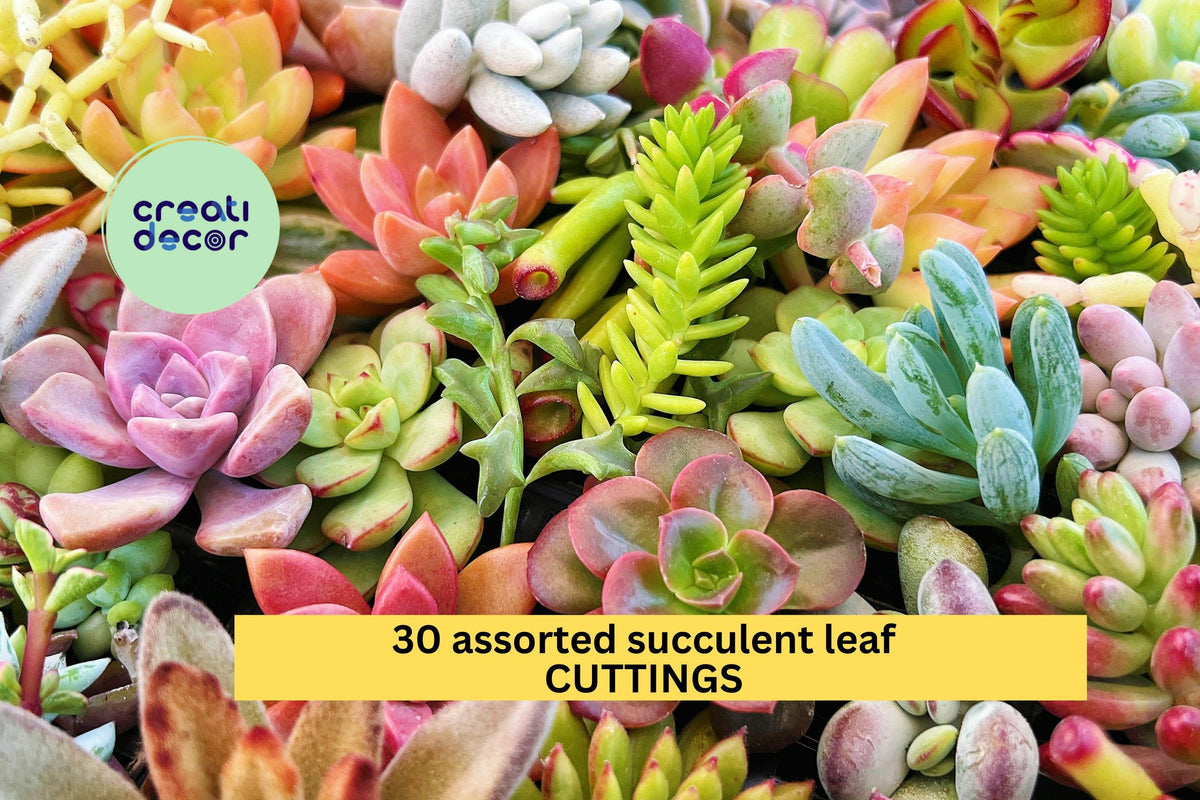 30 Assorted Succulent Leaves for Easy Rooting and Propagation | Beginner Friendly Live Cuttings