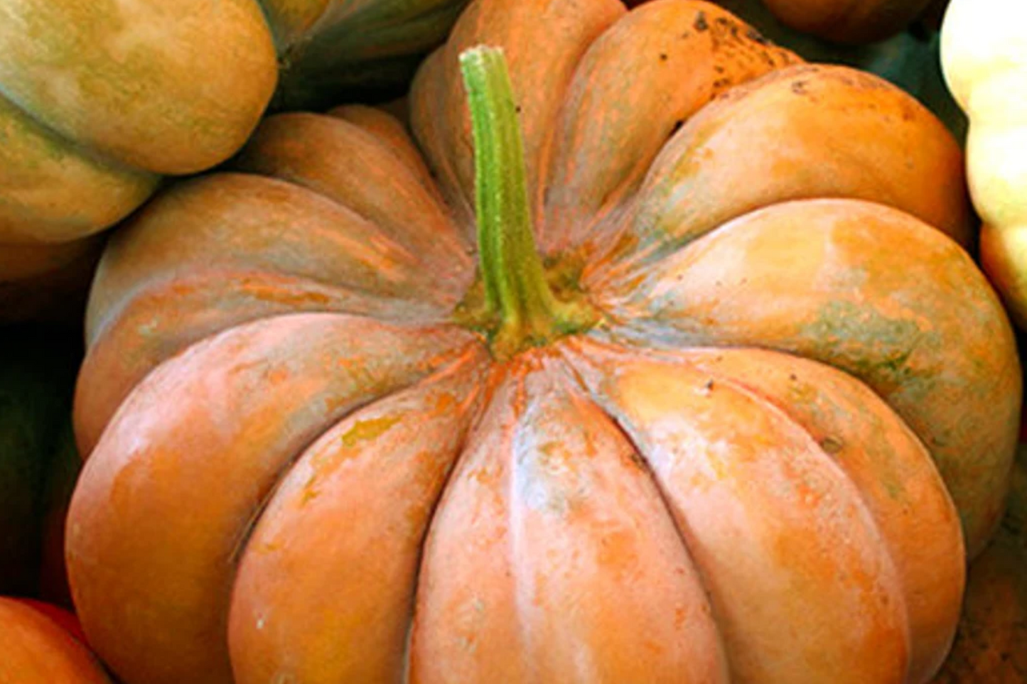 Fairytale Pumpkin Seeds - Heirloom Non-GMO, Large 15 lb Pumpkins, Deep Ribbing, Sweet Flavor, Cucurbita moschata, Garden & Fall Decor