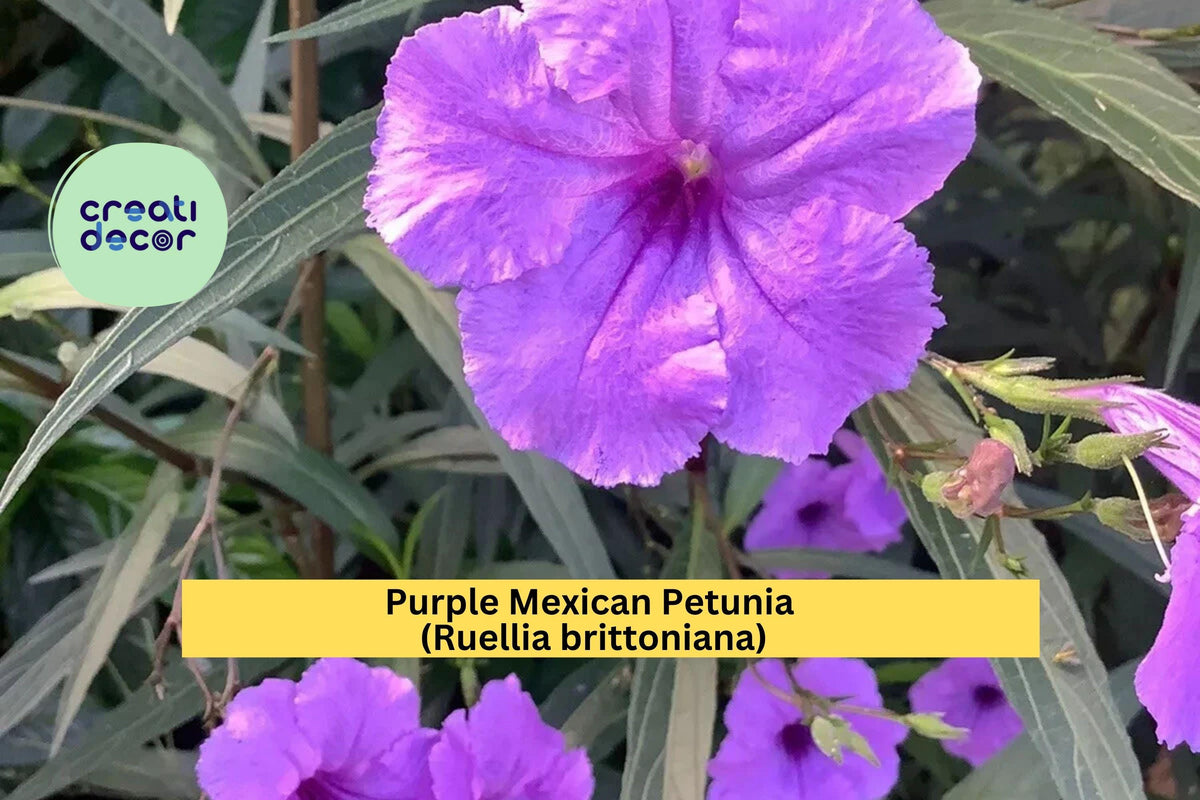 Purple Mexican Petunia Starter Plants - 5 Live Rooted Hardy Perennials (Ruellia brittoniana) - Vibrant Purple Blooms for Garden