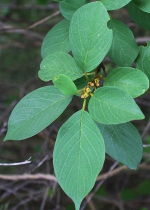 Mavi Colubrina elliptica Native Florida-Caribbean Evergreen Shrub with Glossy Leaves and Edible Bark