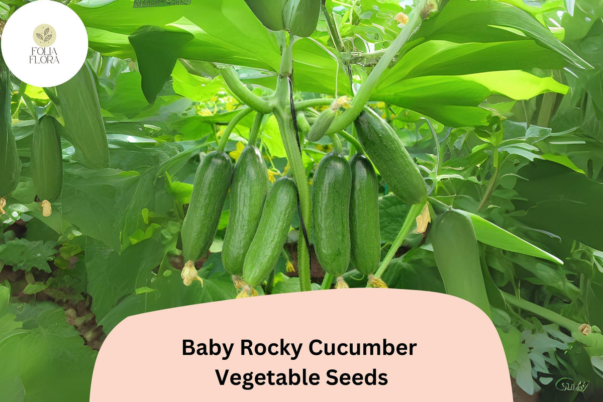 25+ Baby Rocky Cucumber Seeds | Fast Growing Mini Crisp Cucumbers | Compact Garden Veggie