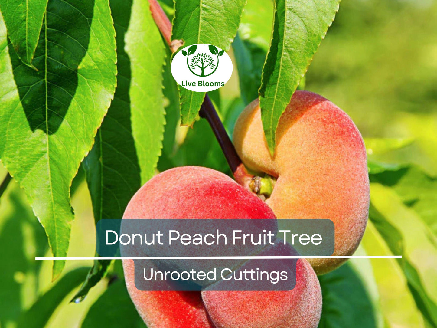 6 Donut Peach Fruit Tree Scion Cuttings 6-10" Unrooted for Grafting & Rooting Prunus persica var. platycarpa