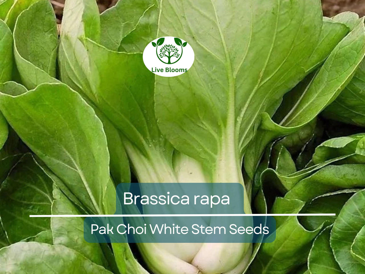 400 Seeds Pak Choi White Stem (Brassica rapa) - Fast-Growing, Cold-Hardy Asian Greens for Home Gardens, Nutrient-Rich