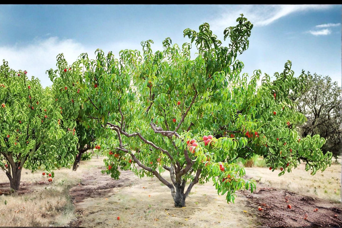 Contender Peach Tree Live Plant 2ft Bare Root Yellow Peach (Prunus persica) Cold-Hardy Fruit Tree for Gardens