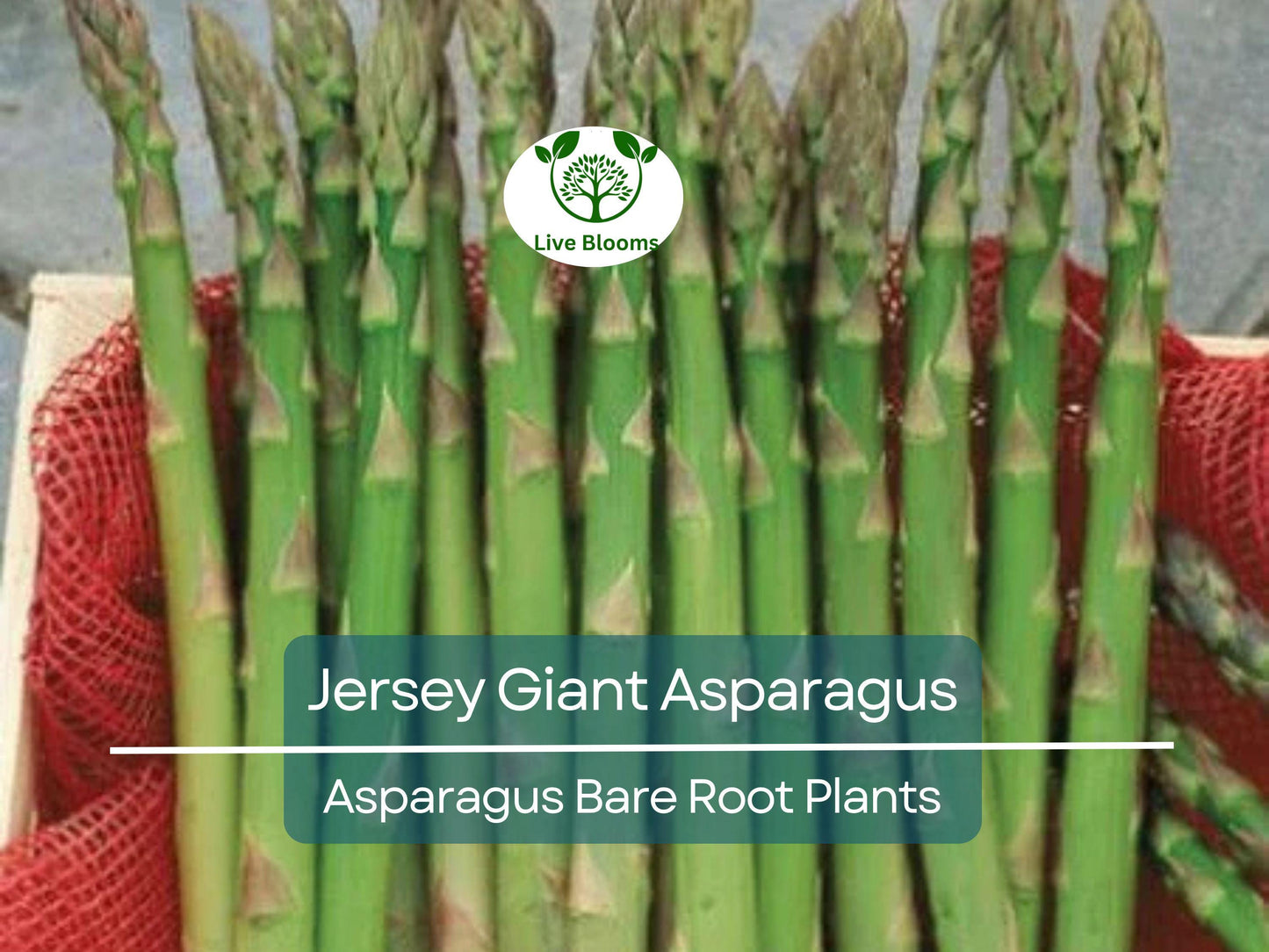 15 Jersey Giant Asparagus Bare Root Crowns - 2 Year Live Perennial Veg Plants, Early, Cold Hardy, Heavy Yielding