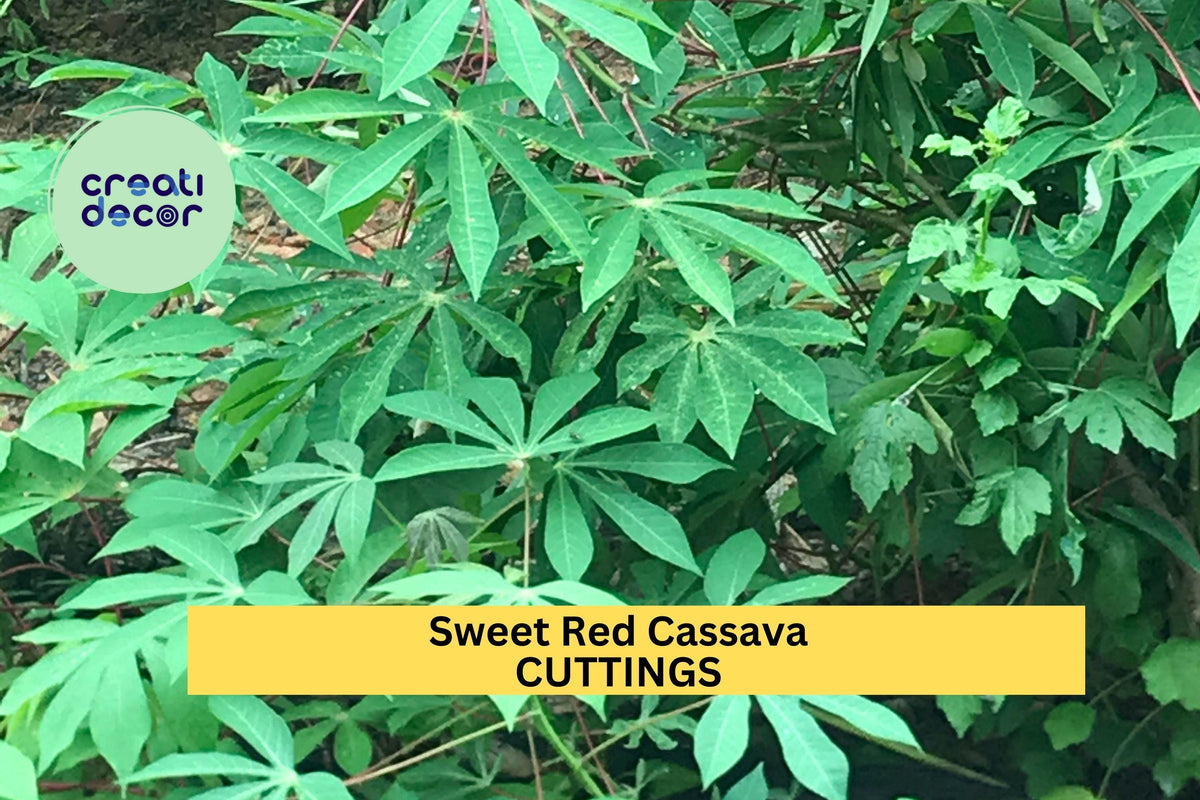 5 Organic Sweet Red Cassava Cuttings – Yuca Stems for Planting | Manihot esculenta | Tropical Edible Root Crop for Warm Climates