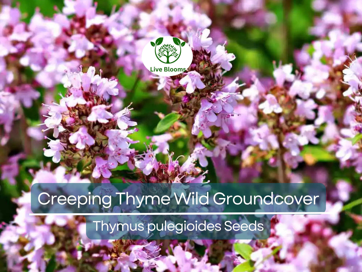 500 Seeds Creeping Thyme Wild Groundcover - Perennial, Purple Flowers, Non-GMO, Bee-Friendly, Drought Tolerant