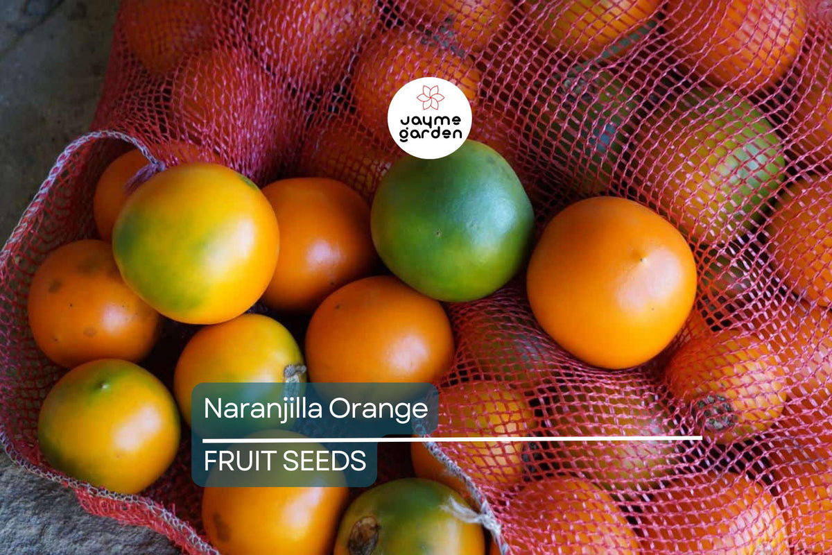 Naranjilla Seeds - 20 Count - Lulo Quito Orange Fruit - Solanum quitoense - Rare Exotic Tropical Fruit Tree for Edible Gardens